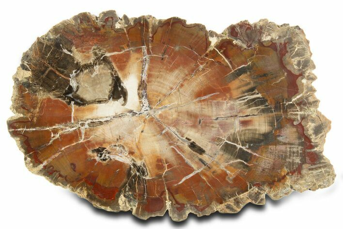 Polished Triassic Petrified Wood (Araucarioxylon) Round - Utah #337709